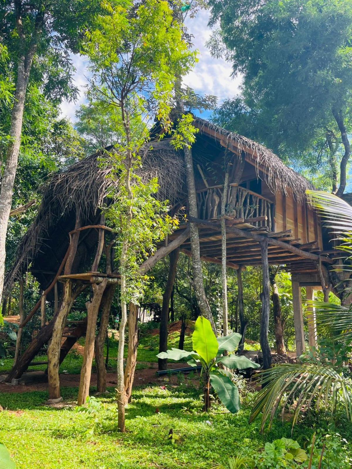Land Tree House Сигирия